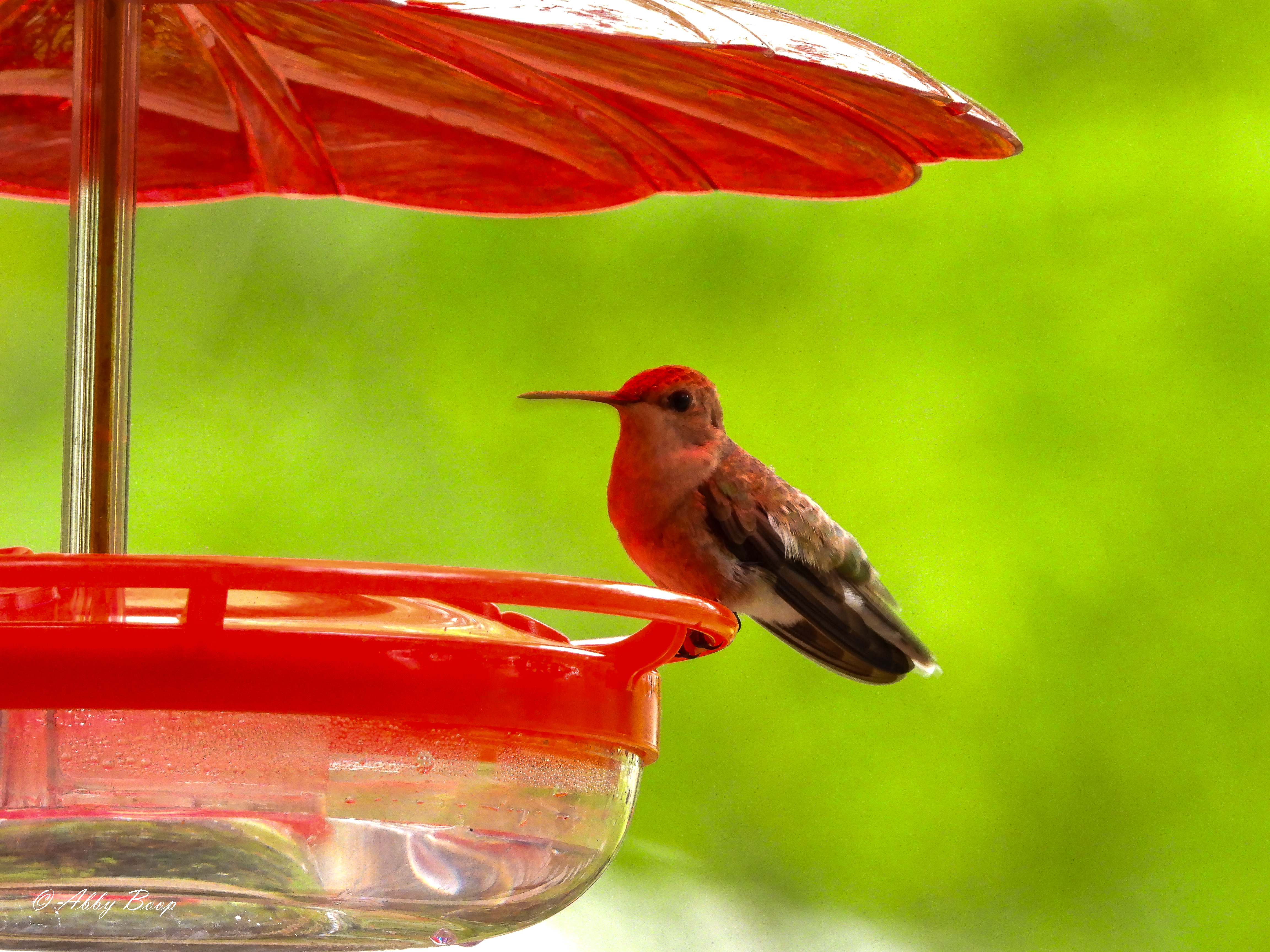 Female Black-Chinned Feeding 1